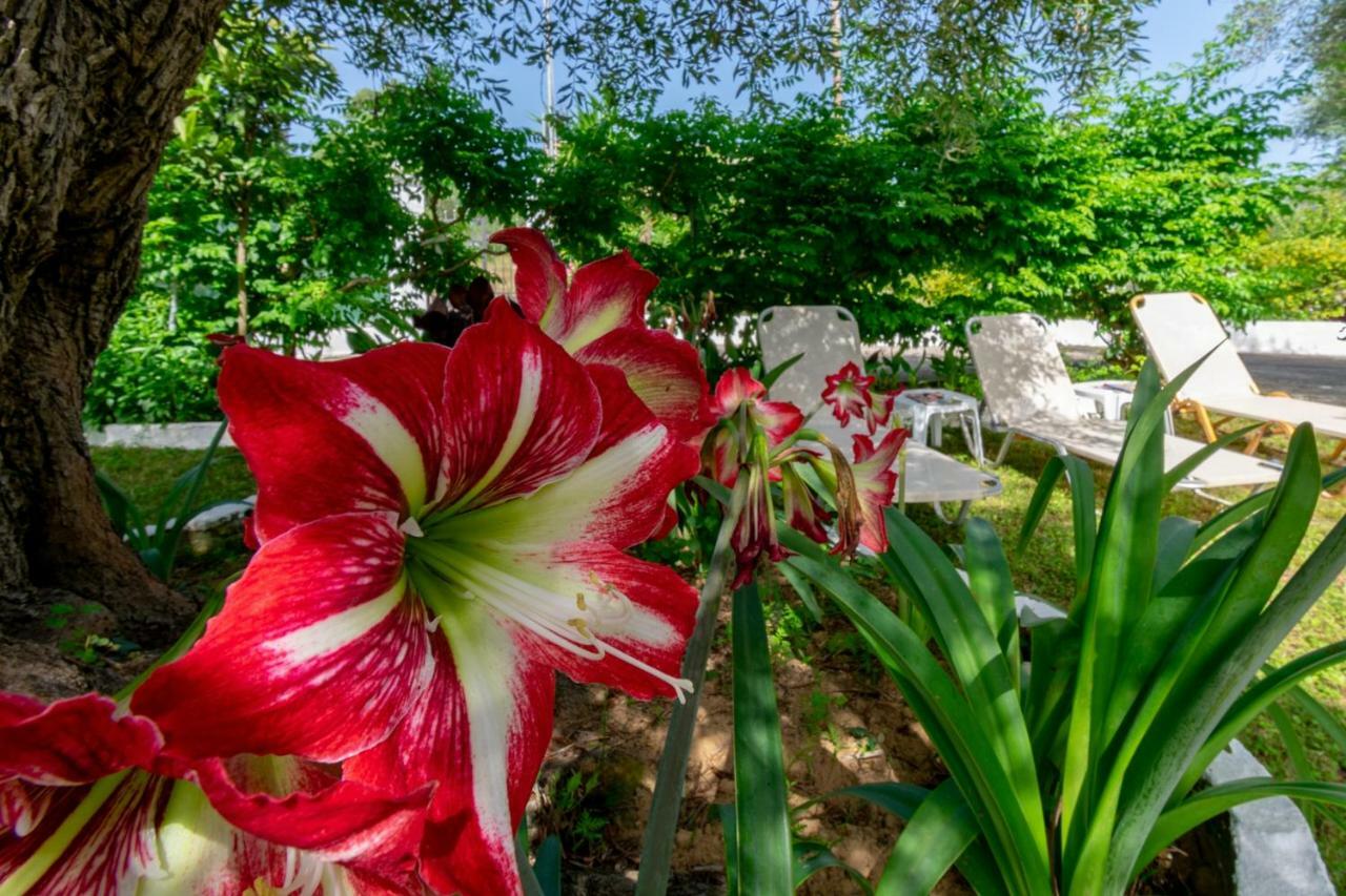 Marilena Apartments & Studios Дассия Экстерьер фото